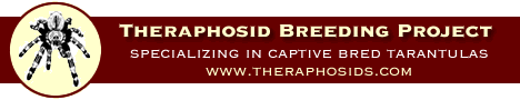 Theraphosid Breeding Project