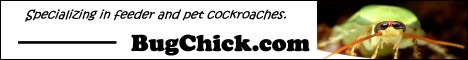 BugChick.com